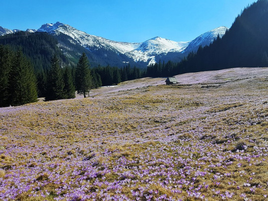 Krokusy na Kalatówkach
